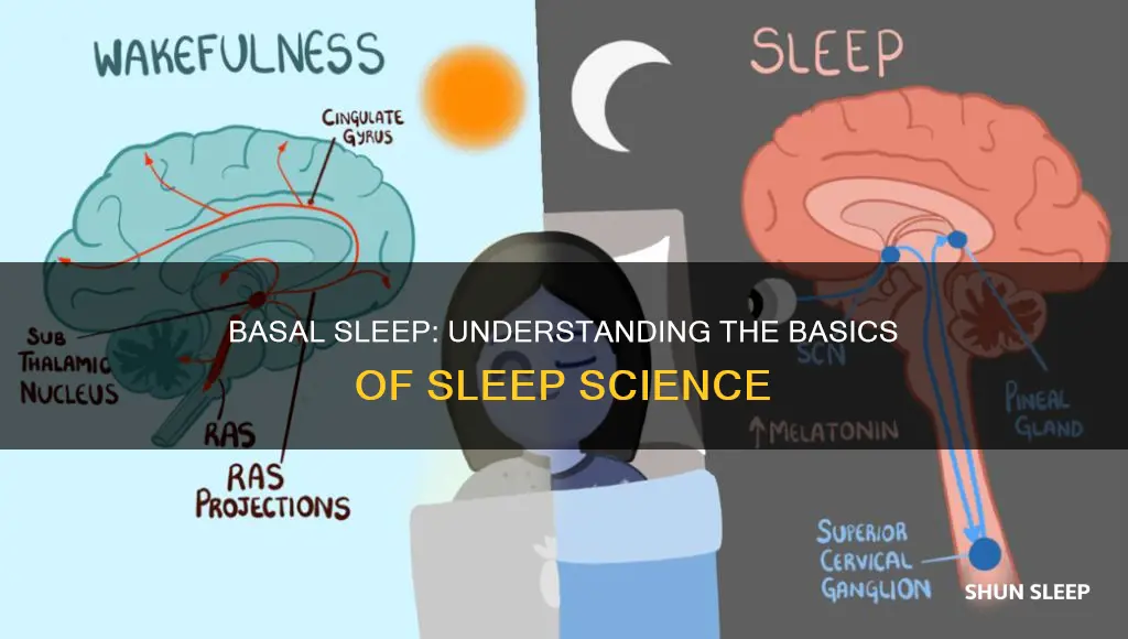 what does basal sleep mean