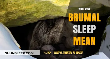 The Mystery of Brumal Sleep: What Does It Mean?
