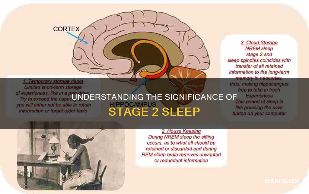 what does is mean to have 65 stage 2 sleep