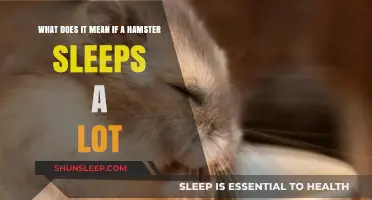 Hamster Sleep: What's Normal and What's Not?