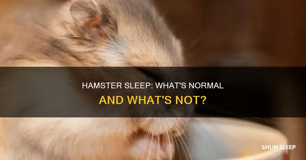 what does it mean if a hamster sleeps a lot