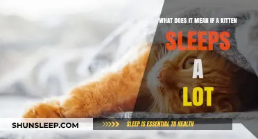 Why Do Kittens Sleep So Much?