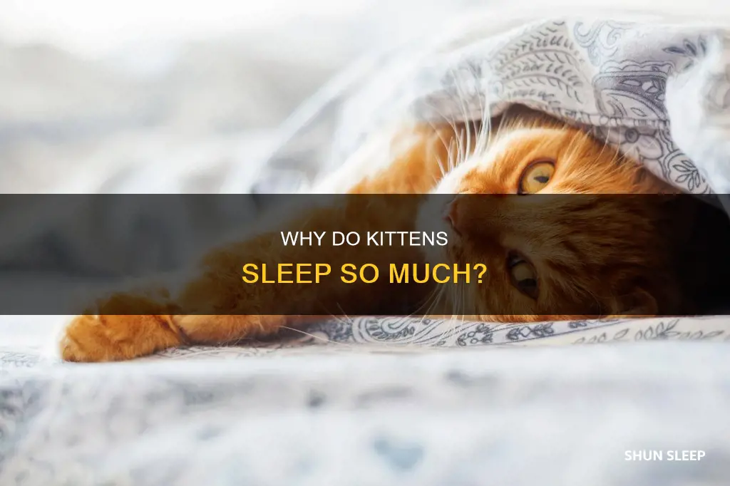what does it mean if a kitten sleeps a lot