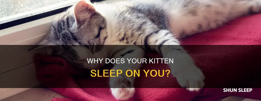 what does it mean if a kitten sleeps on you