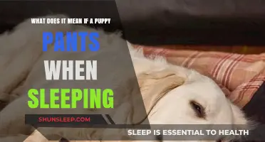 Why Do Puppies Pant in Their Sleep?