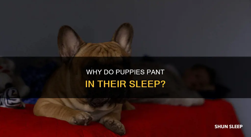 what does it mean if a puppy pants when sleeping