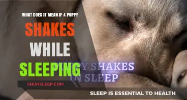 Why Do Puppies Shake in Their Sleep?