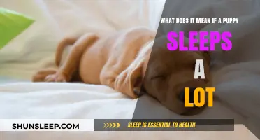 Puppy Sleep Patterns: What's Normal and What's Not?