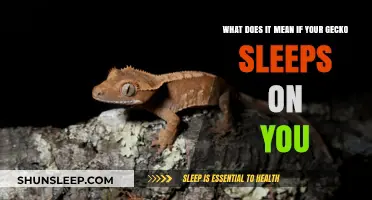 Why Does Your Gecko Sleep on You?