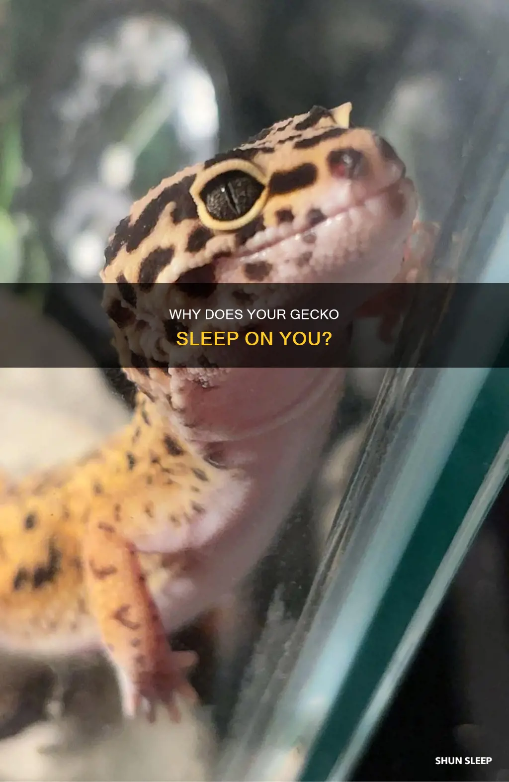 what does it mean if your gecko sleeps on you