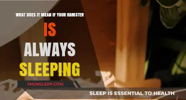 Why Does Your Hamster Sleep So Much?