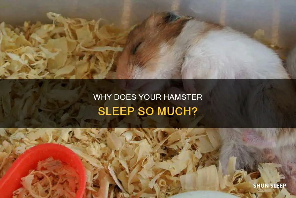what does it mean if your hamster is always sleeping