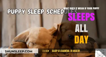 Why Does My Puppy Sleep All Day?