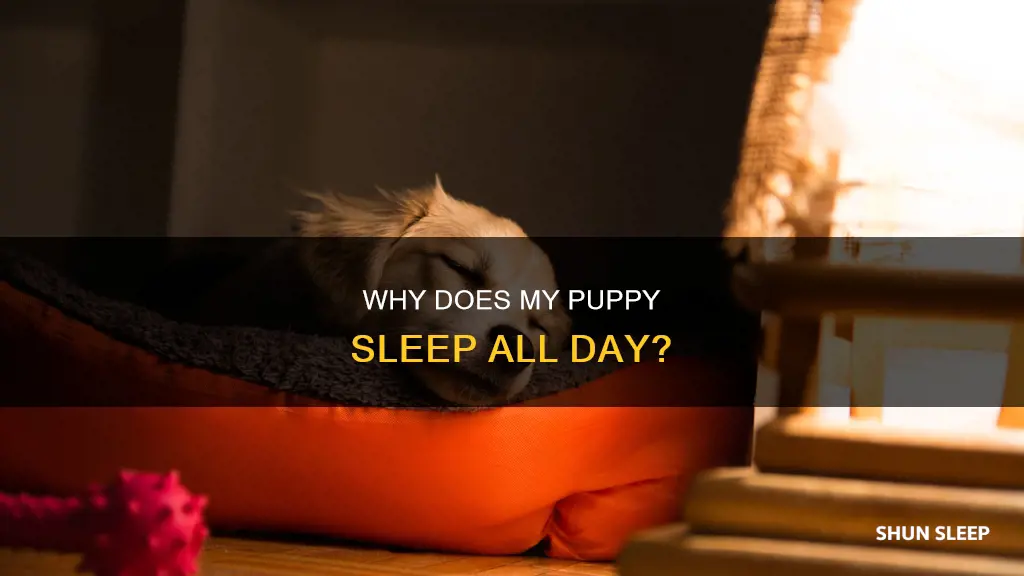 what does it mean if your puppy sleeps all day