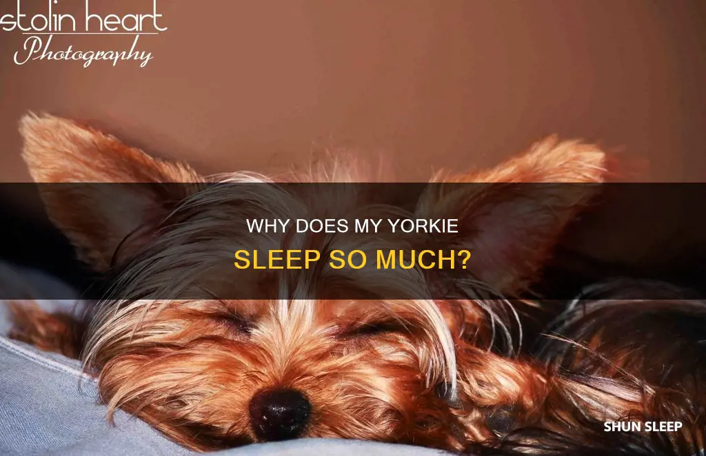 what does it mean my yorkie is sleeping a lot