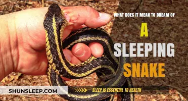 Snake Dreams: What Do They Mean?