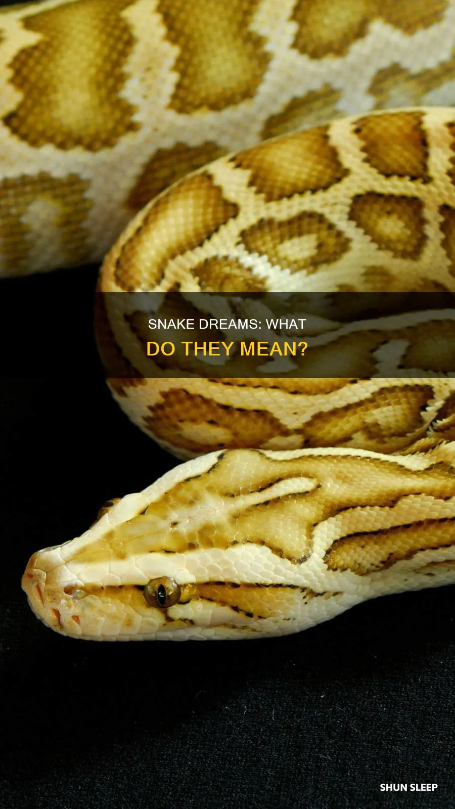 what does it mean to dream of a sleeping snake