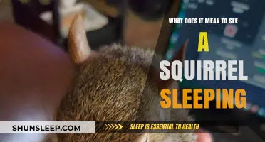 The Secret Life of Squirrels: Their Sleeping Habits Revealed