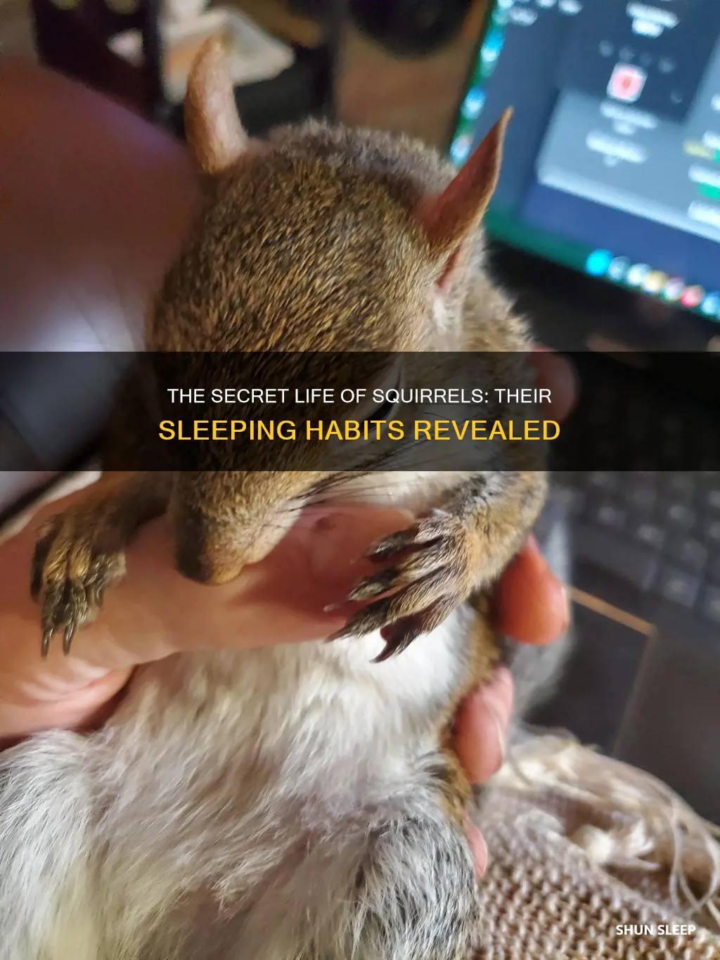 what does it mean to see a squirrel sleeping