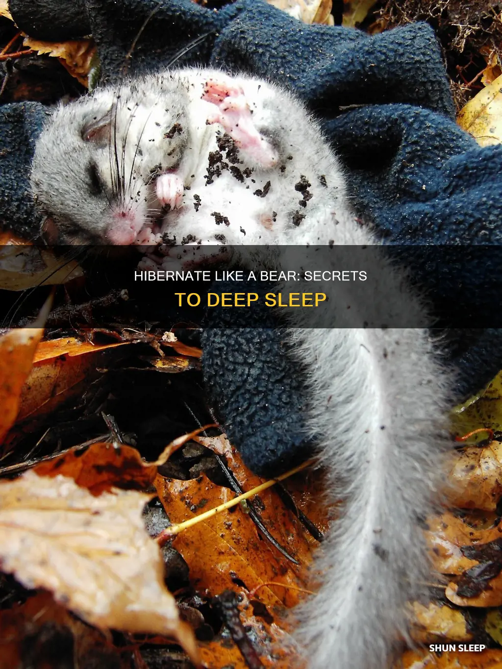 what does it mean to sleep like a bear