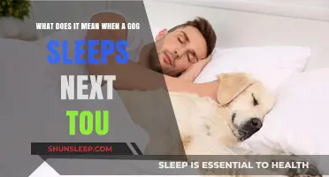 Why Your Dog Sleeps Next to You