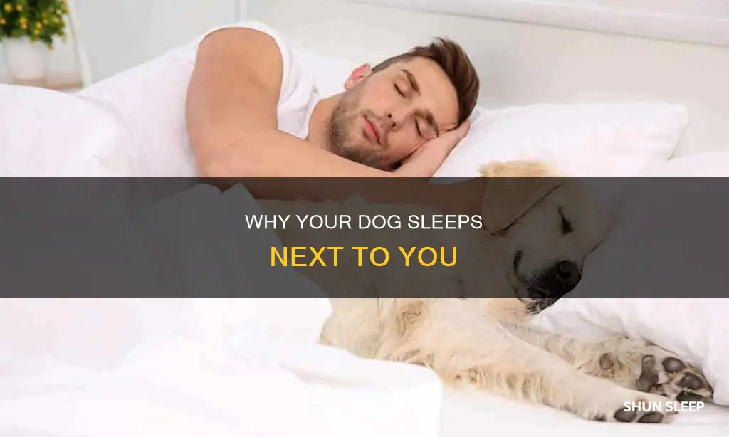 what does it mean when a gog sleeps next tou