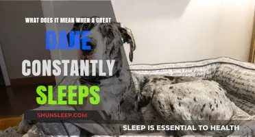 Great Dane Sleeping Habits: What Do They Mean?