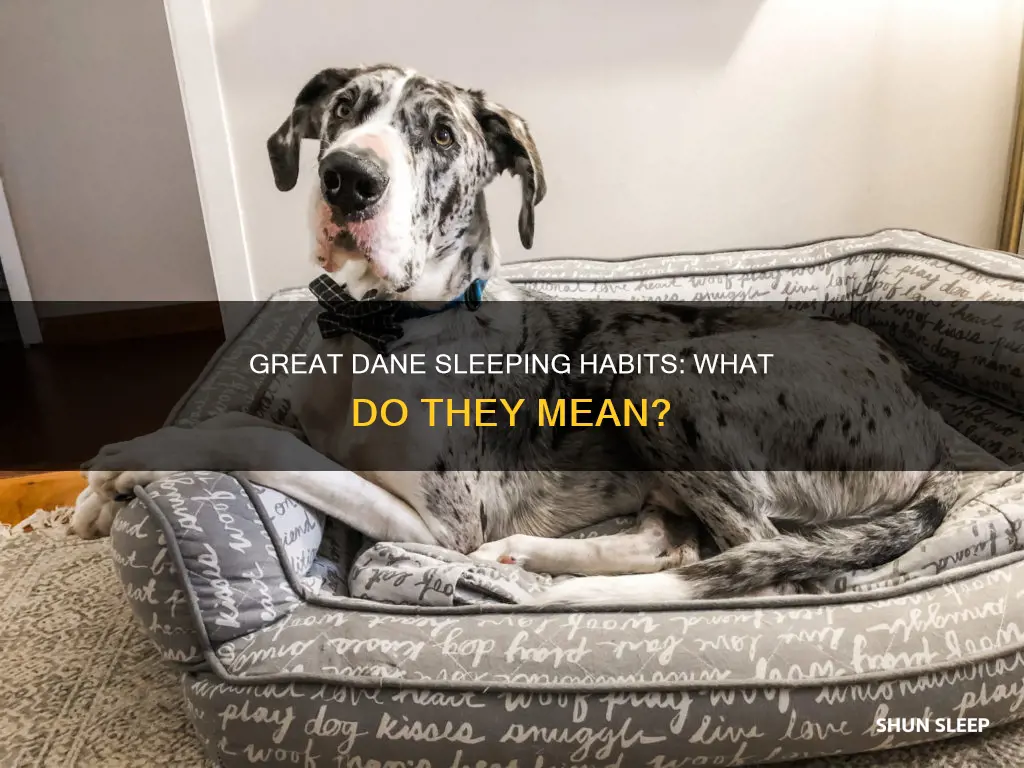 what does it mean when a great dane constantly sleeps