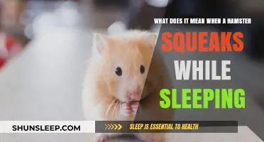Hamster Squeaks: Understanding Your Pet's Sleep Sounds