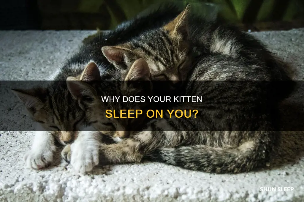 what does it mean when a kitten sleeps on you