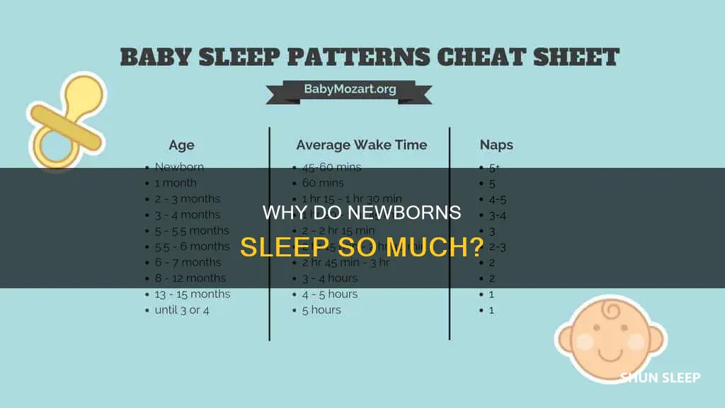 what does it mean when a newborn sleeps a lot