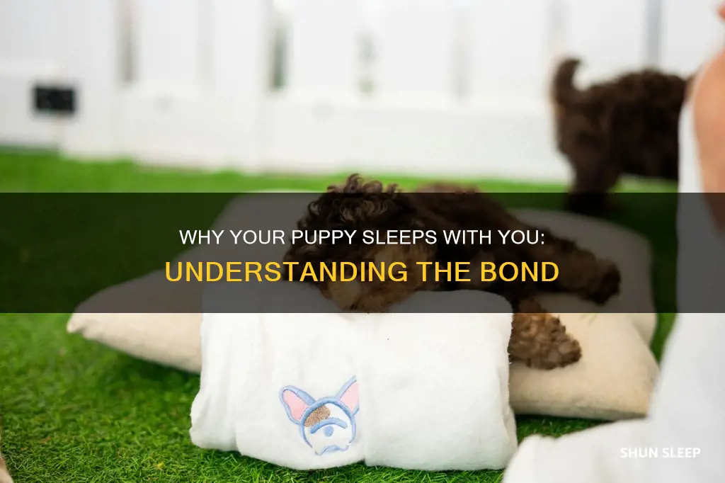what does it mean when a ouppy sleeps wirh you