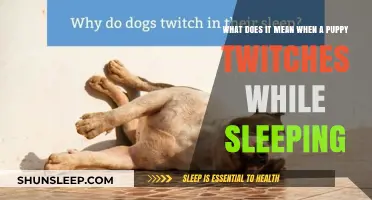 Puppy Twitching in Sleep: What Does it Mean?