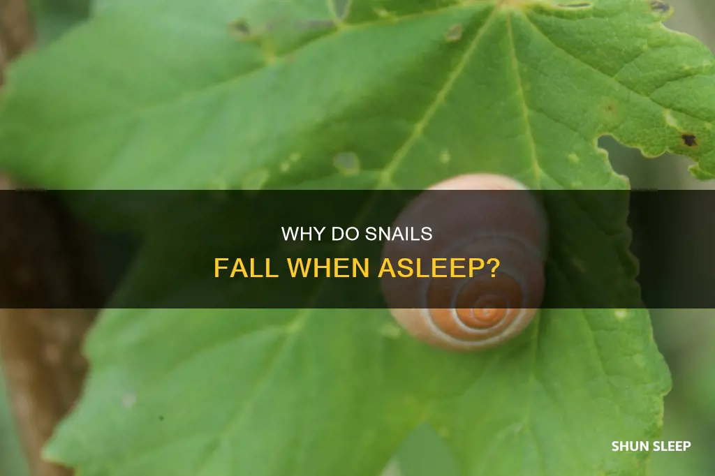 what does it mean when a sleeping snail falls down