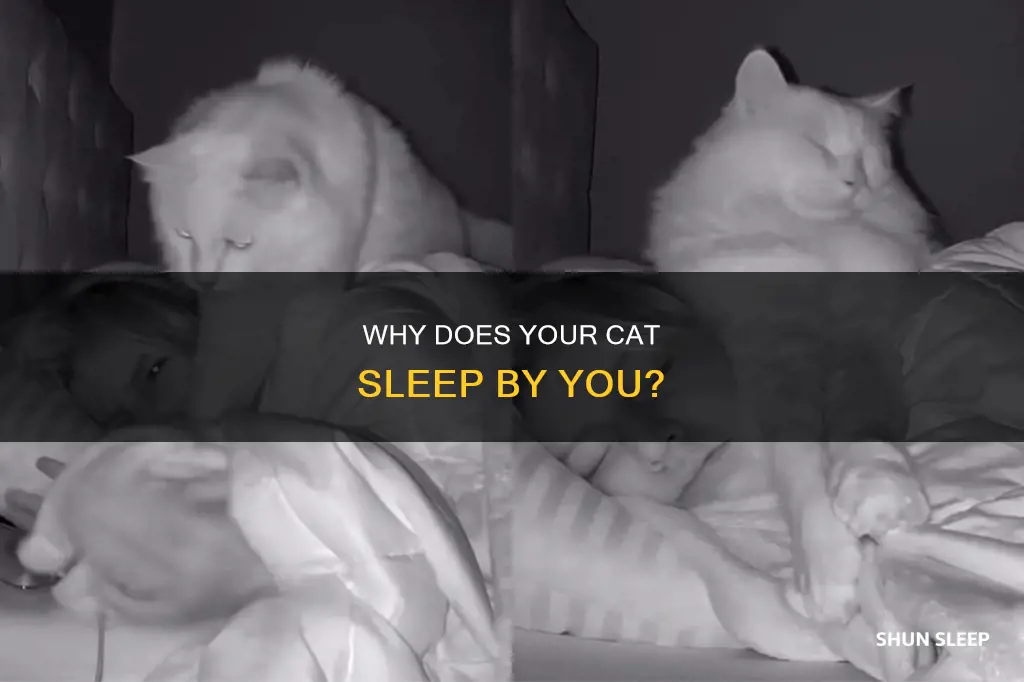 what does it mean when acat sleeps by you