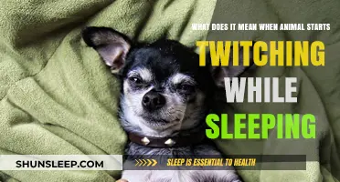 Why Do Animals Twitch in Their Sleep?