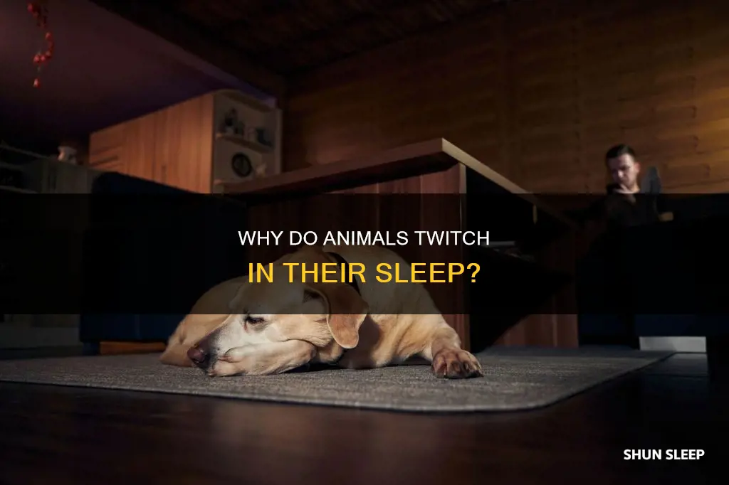what does it mean when animal starts twitching while sleeping