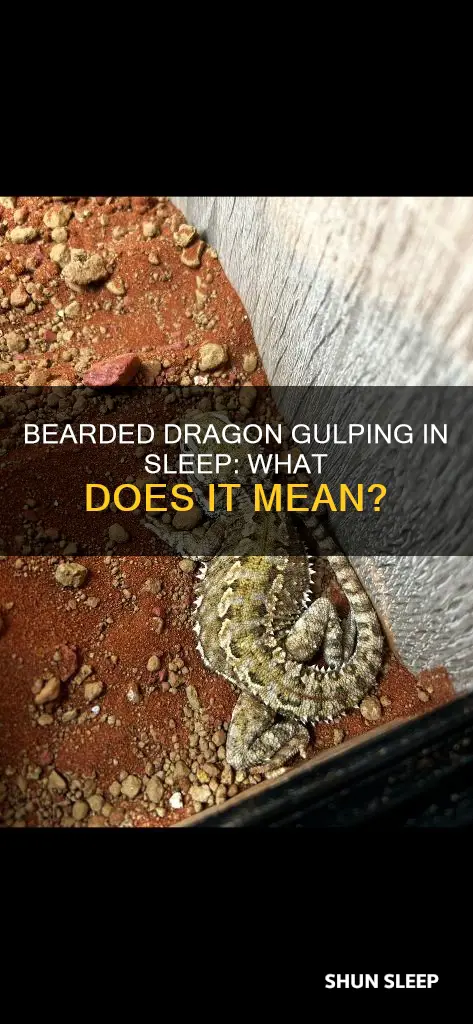 what does it mean when bearded dragon gulps when sleeping