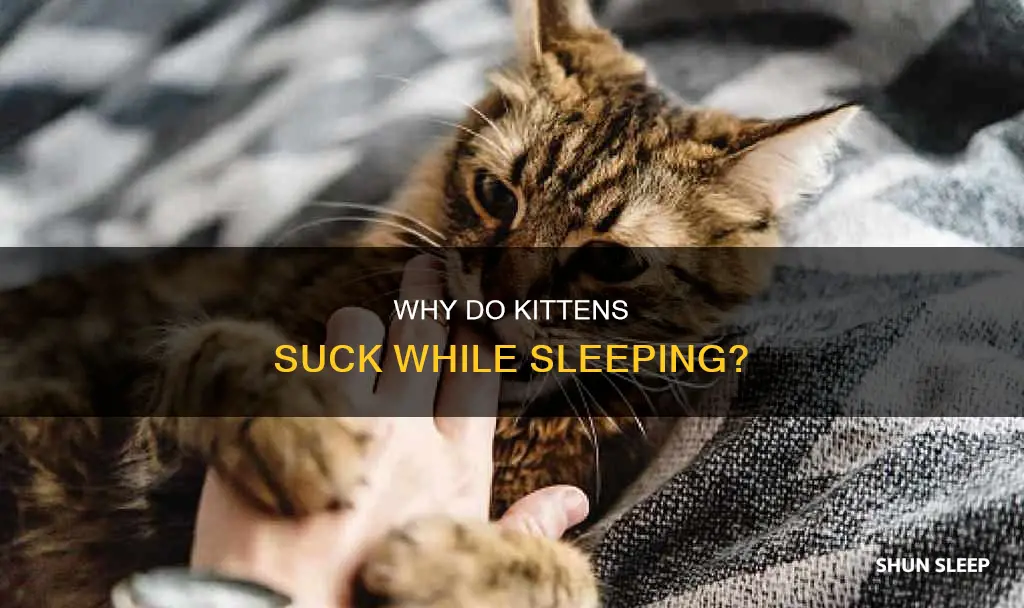 what does it mean when kittens suck while sleeping