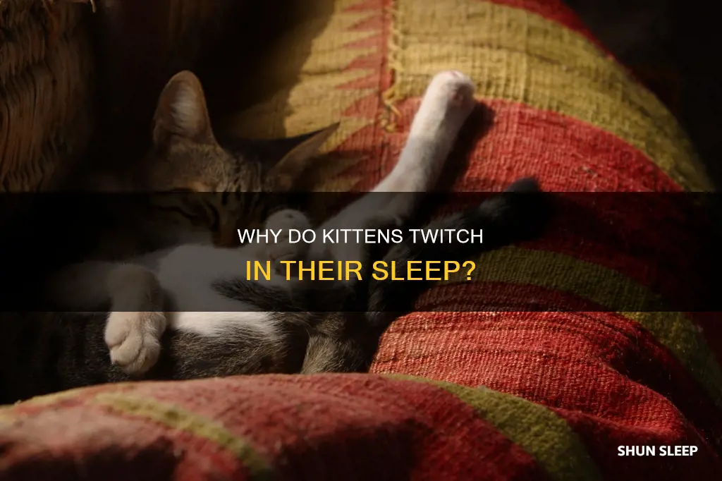 what does it mean when kittens twitch in their sleep