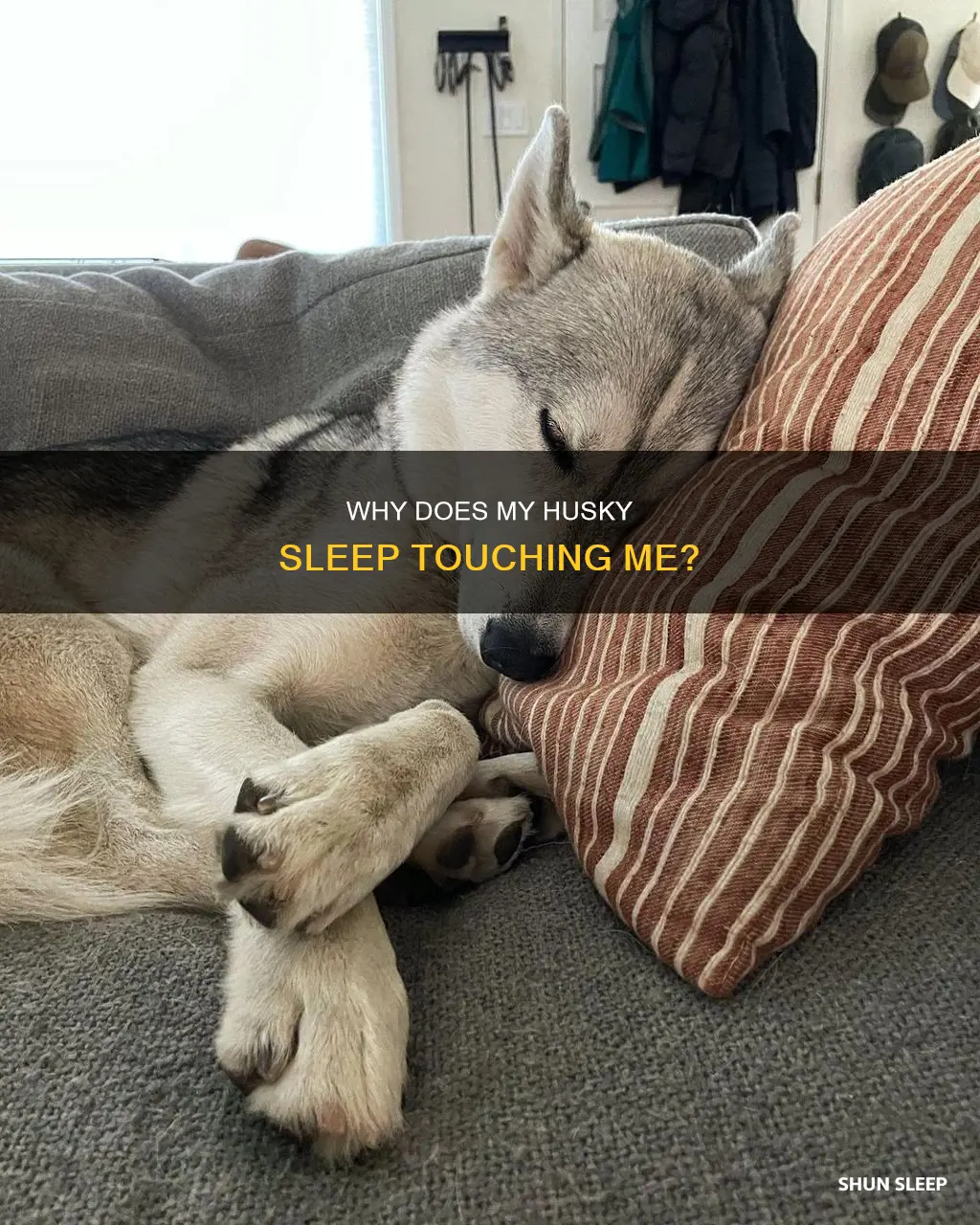 what does it mean when my husky sleeps touching me