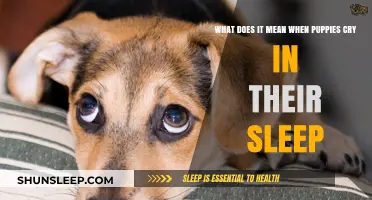 Why Do Puppies Cry in Their Sleep?