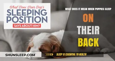 Why Do Puppies Sleep on Their Back?