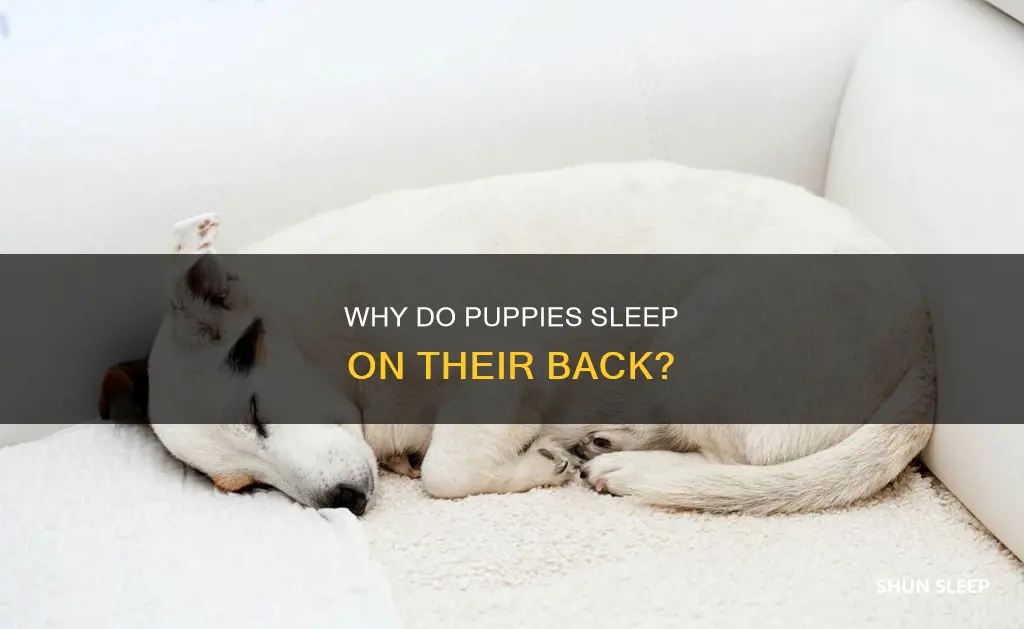 what does it mean when puppies sleep on their back