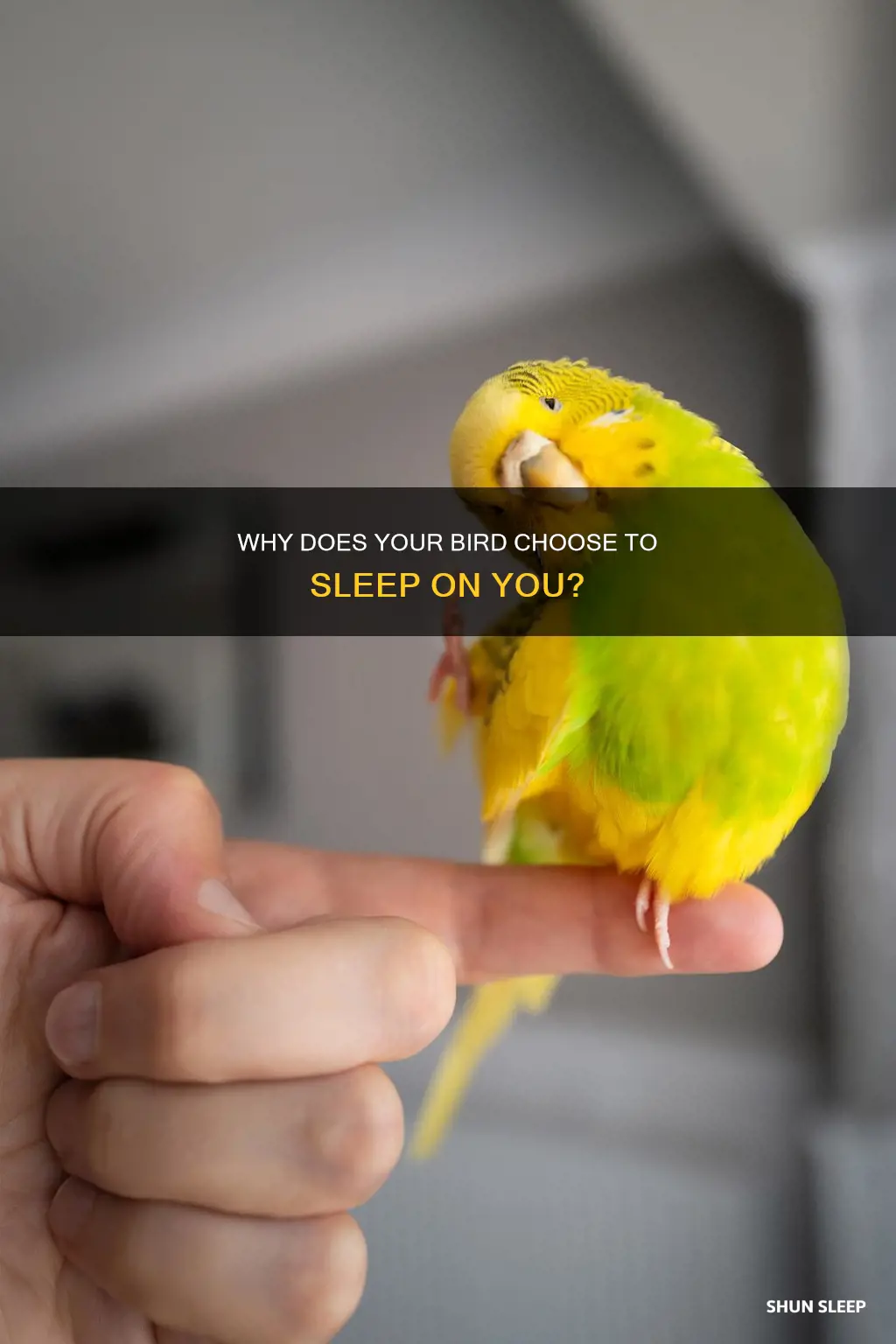 what does it mean when your bird sleeps on you
