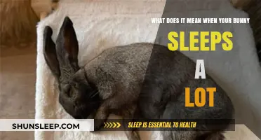 Why Does My Bunny Sleep So Much?