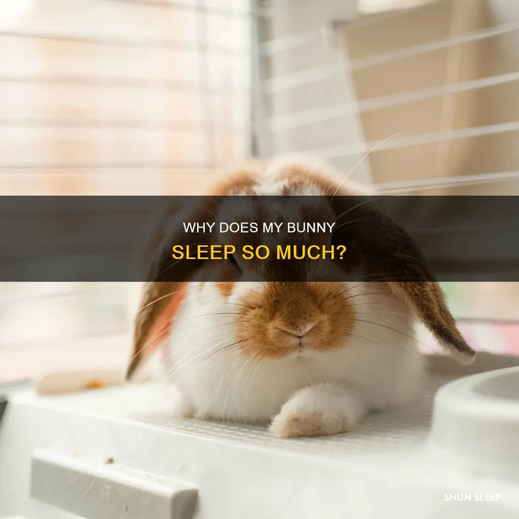 what does it mean when your bunny sleeps a lot