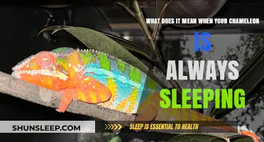 Chameleon Sleeping: What Does it Mean?