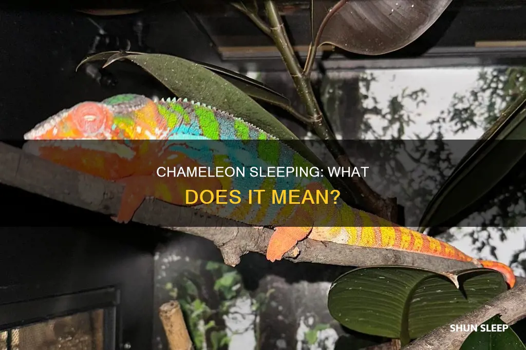 what does it mean when your chameleon is always sleeping