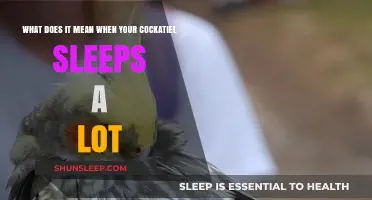 Cockatiels: Why Do They Sleep So Much?